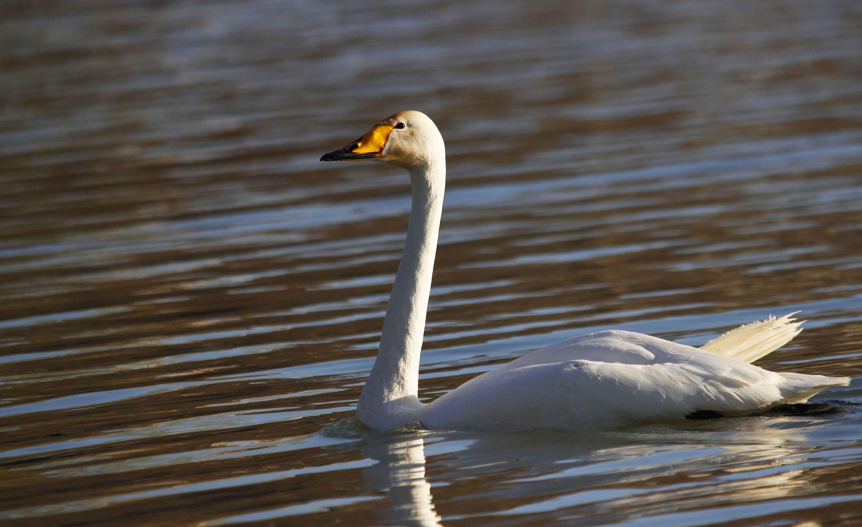 Whooper Swan